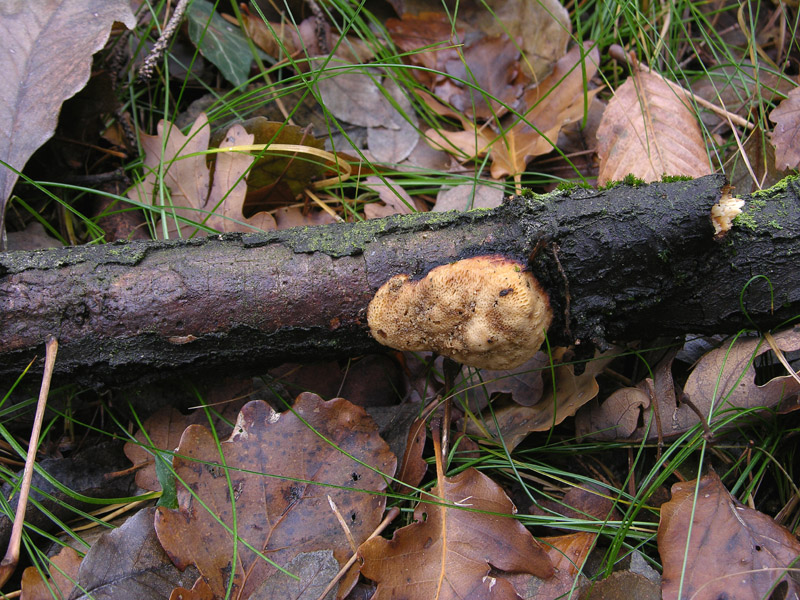 In bosco di Quercus cerris(1) (Dichomitus campestris)